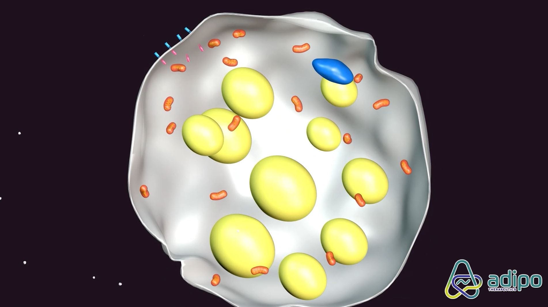 Fat-Burning Diabetes Treatment Takes Top Prize at Venture Competition