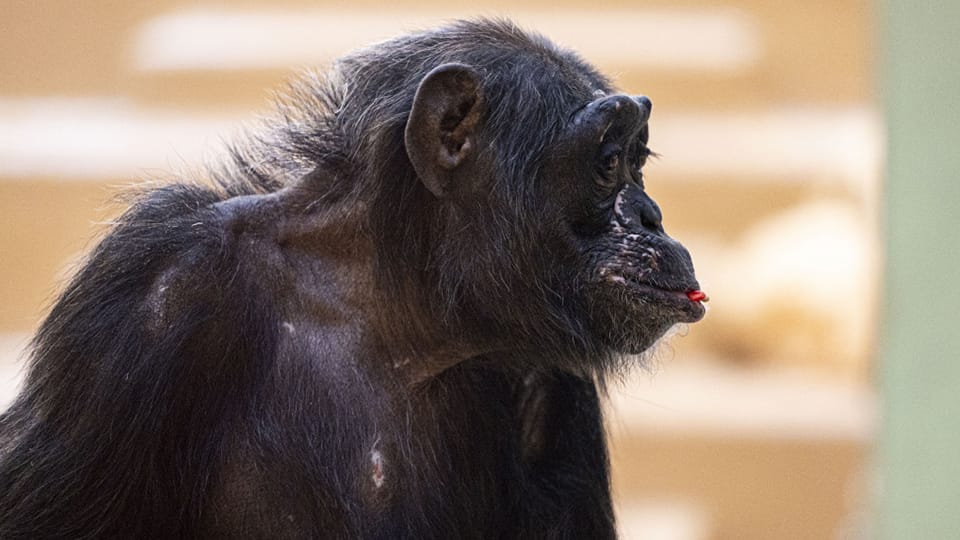 Indianapolis Zoo chimpanzee exhibit set for May debut – Inside INdiana