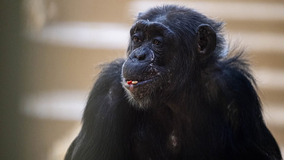 Indianapolis Zoo chimpanzee exhibit set for May debut – Inside INdiana