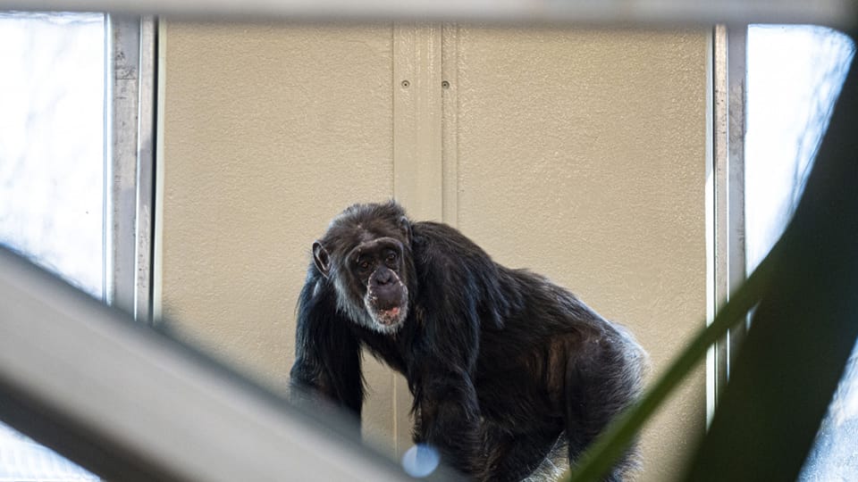 Indianapolis Zoo chimpanzee exhibit set for May debut – Inside INdiana