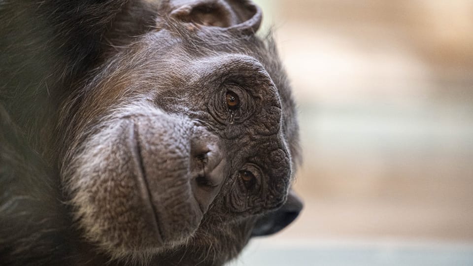 Indianapolis Zoo chimpanzee exhibit set for May debut – Inside INdiana