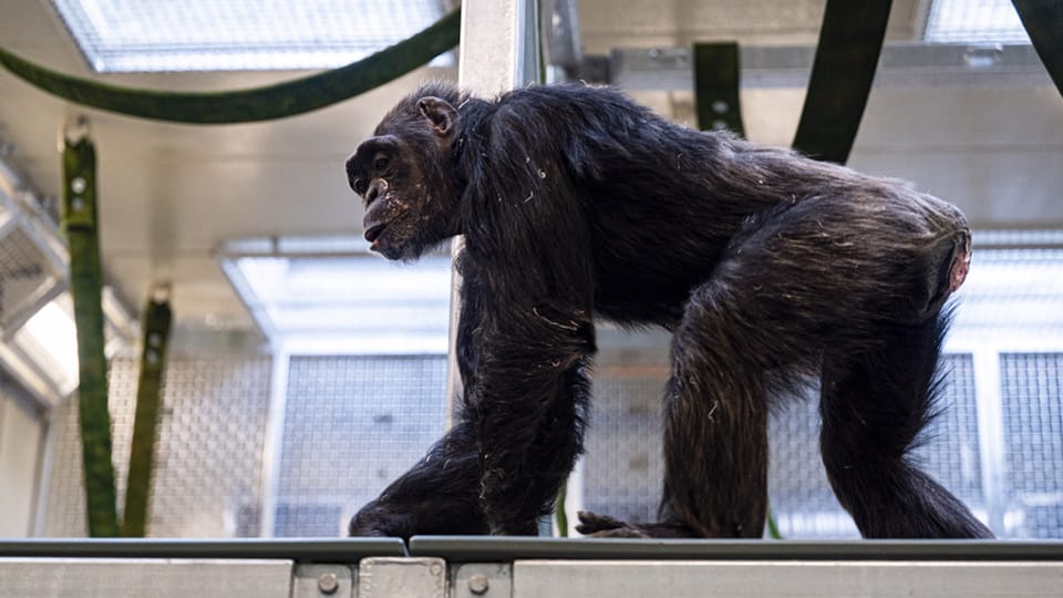 Indianapolis Zoo chimpanzee exhibit set for May debut – Inside INdiana