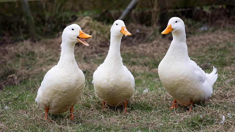 Another Indiana poultry farm tests positive for bird flu