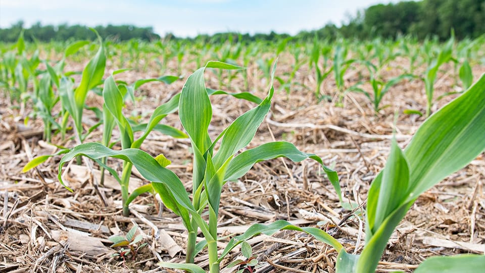 Sustainea launches regenerative agriculture program ahead of $400M plant construction