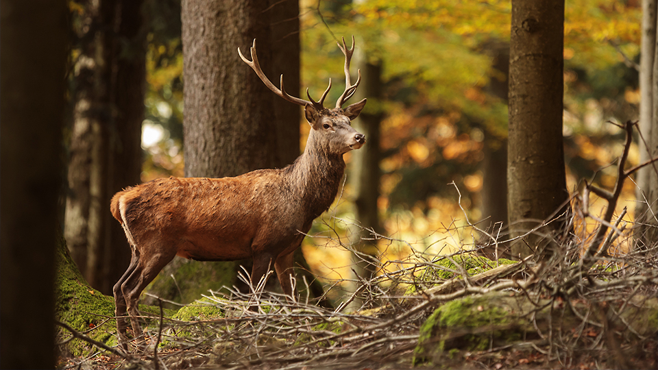 River Heritage Conservancy addressing concerns over deer culling at Origin Park