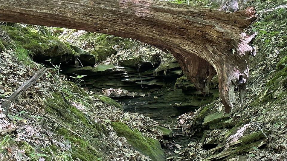 Indiana forest expansion could generate $235M in yearly benefits, report shows