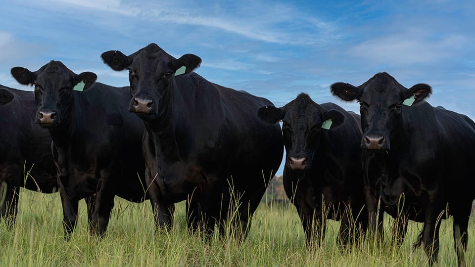 Indiana imposes animal movement restrictions after screwworm detected in US