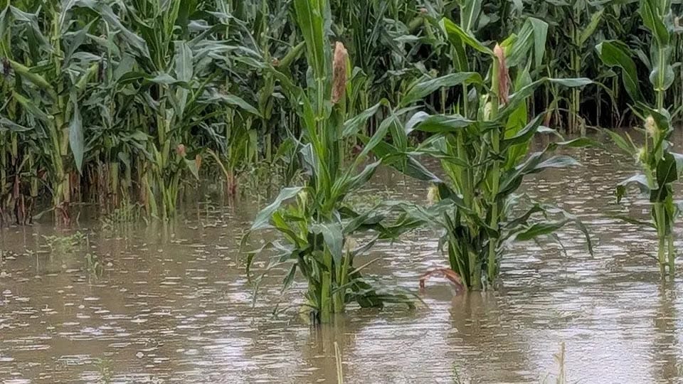 USDA offers disaster assistance to Indiana ag producers impacted by recent flooding